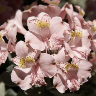 Alstroemeria umbellata